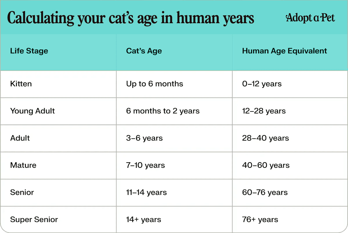 cat vs human age chart