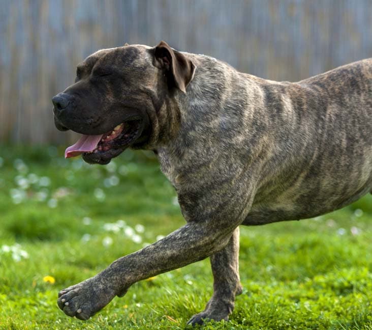 A purebred Presa Canario dog walking in the grass.