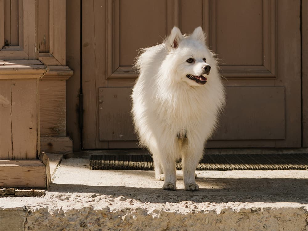 American Eskimo Dog