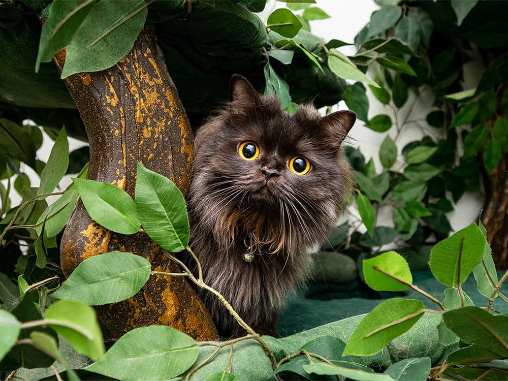 How to Do the Impossible: Take Great Photos of Your Cat