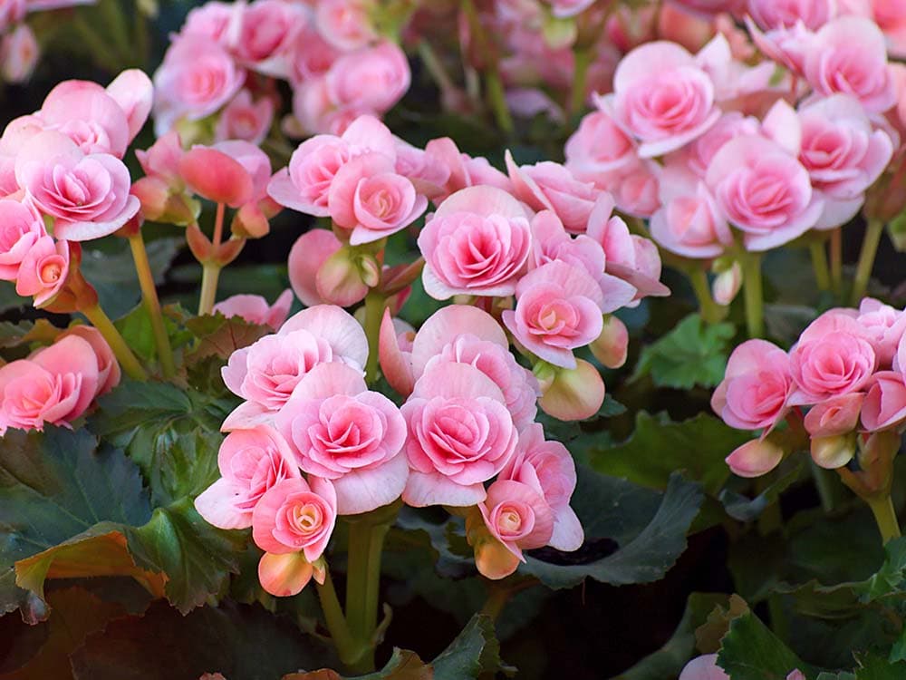 Begonia