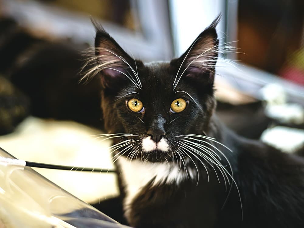 Black and white maine coon cat