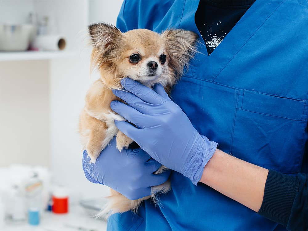 chihuahua at the vet