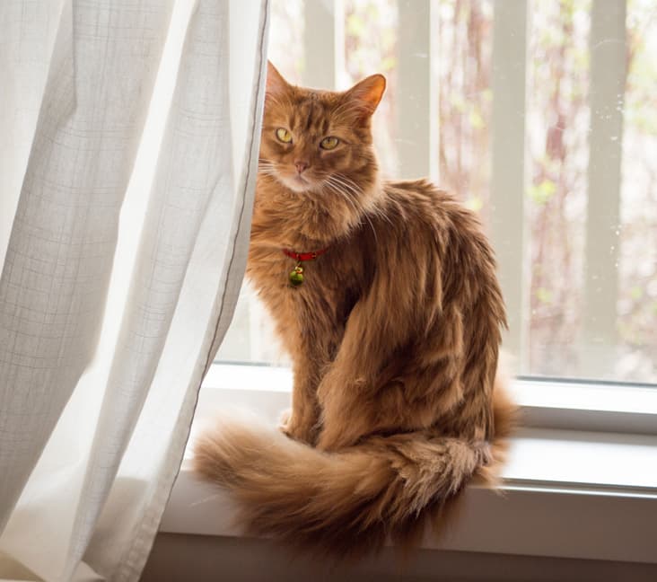 A Somali cat sitting by a window.
