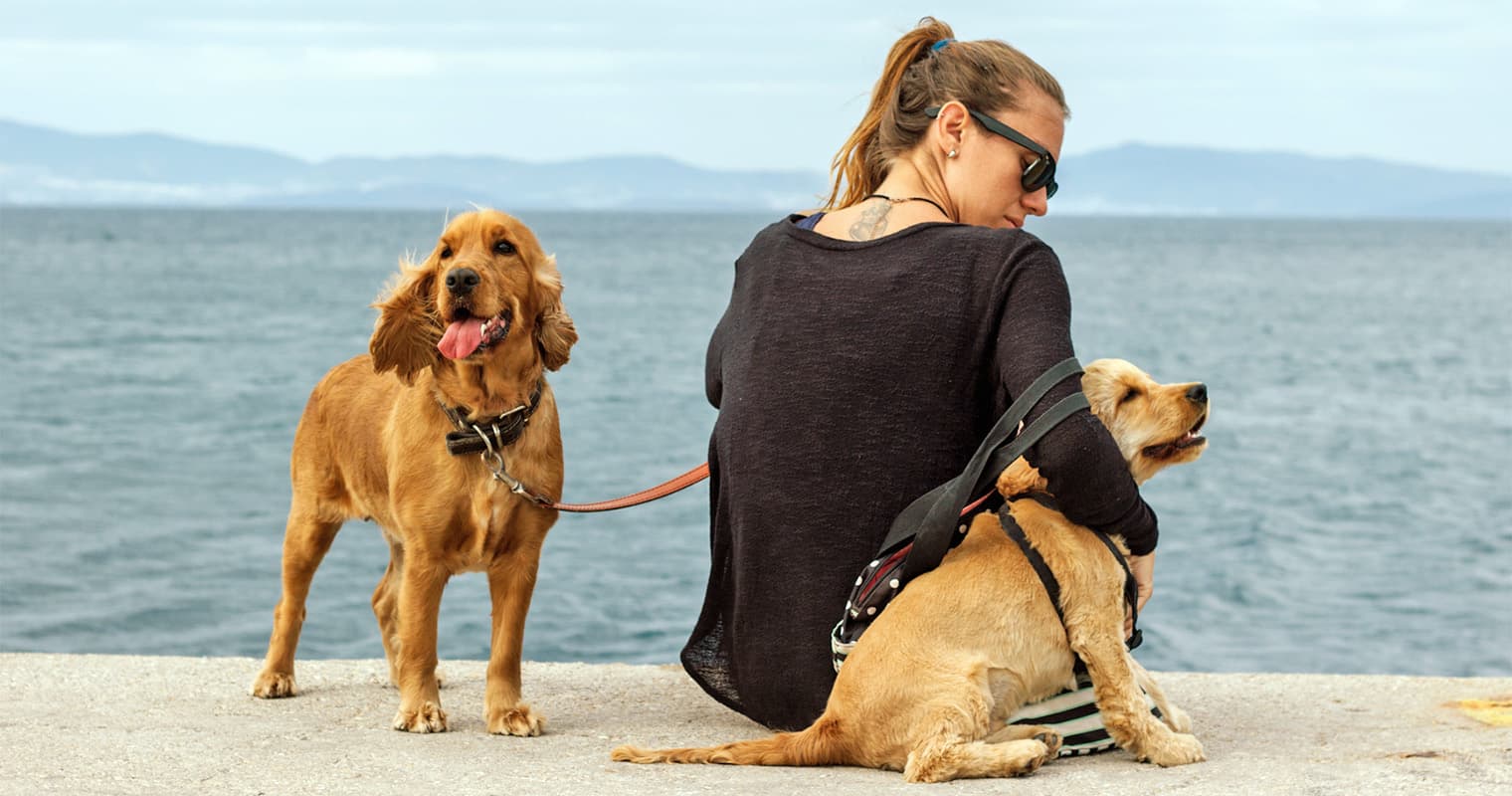 The Cocker Spaniel Adoption Guide: What to Know Before Adopting This Breed