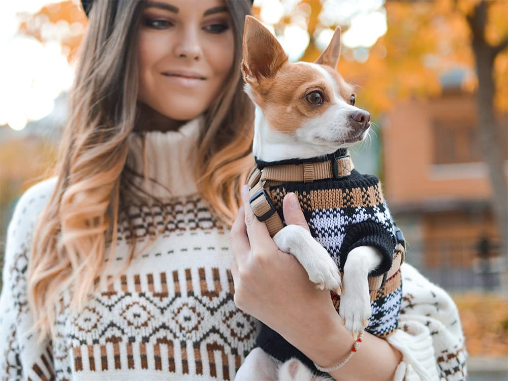 chihuahua dog being held by woman