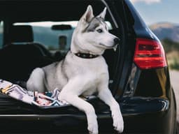 How to Road Trip with Dogs