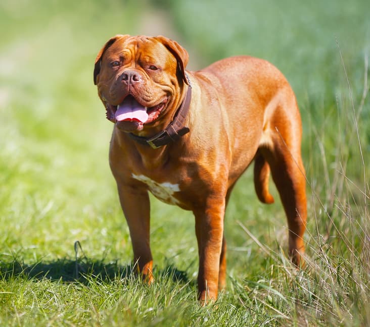 A purebred Dogue de Bordeaux standing in the grass.