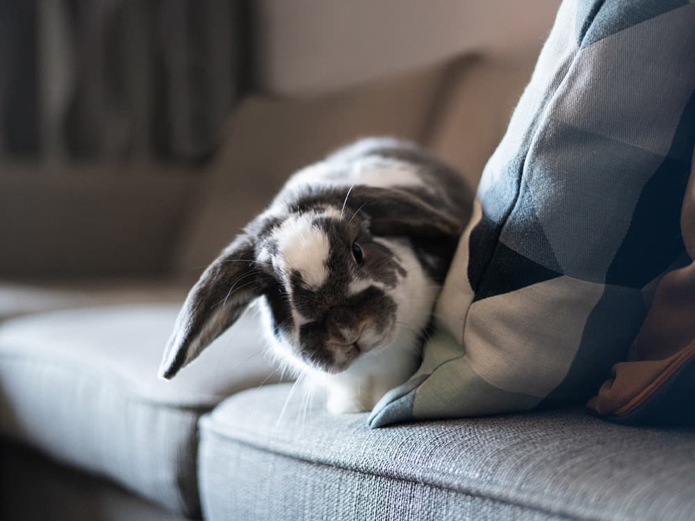 How Long Do Rabbits Live?