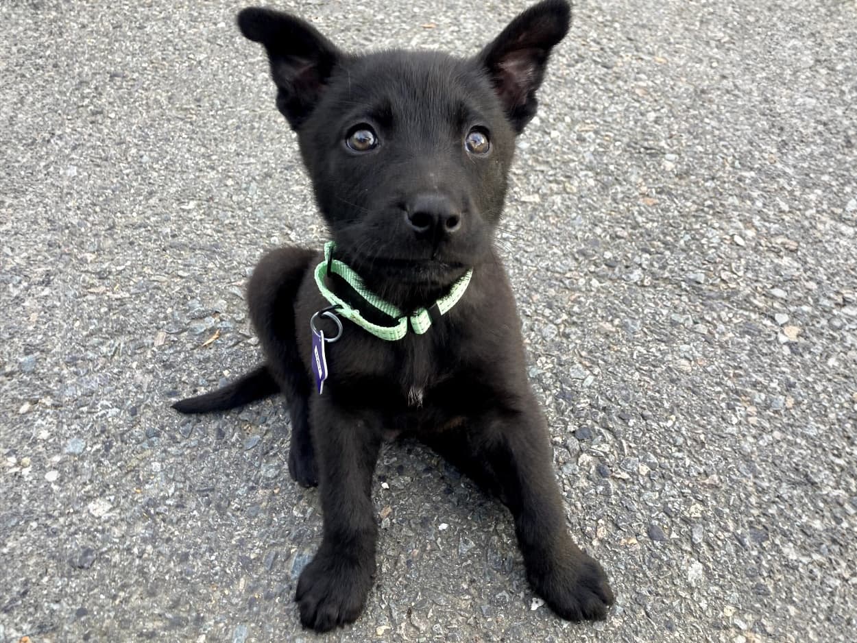 adoptable black puppy