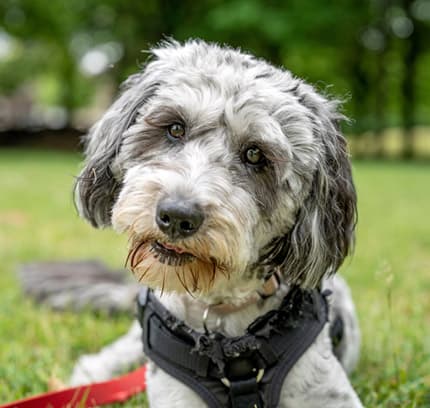 When do Aussiedoodles stop growing?