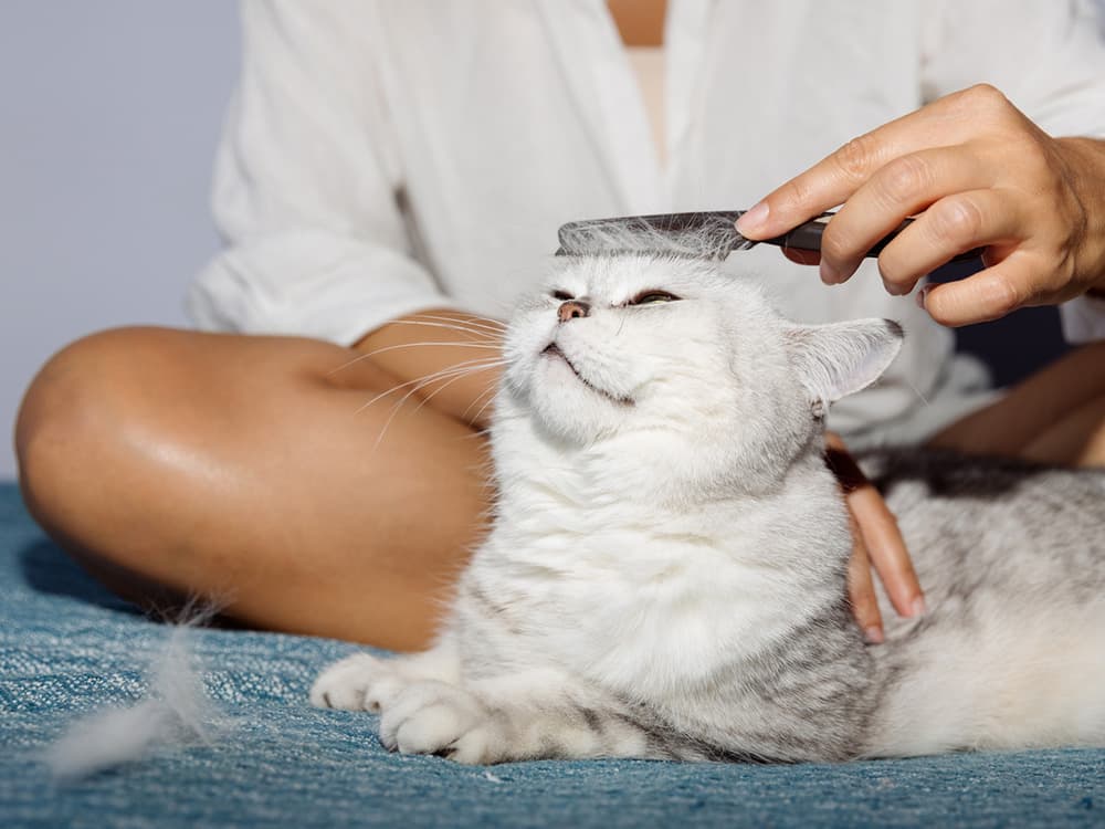 A woman brushes a cat's hair. The cat enjoys the process.