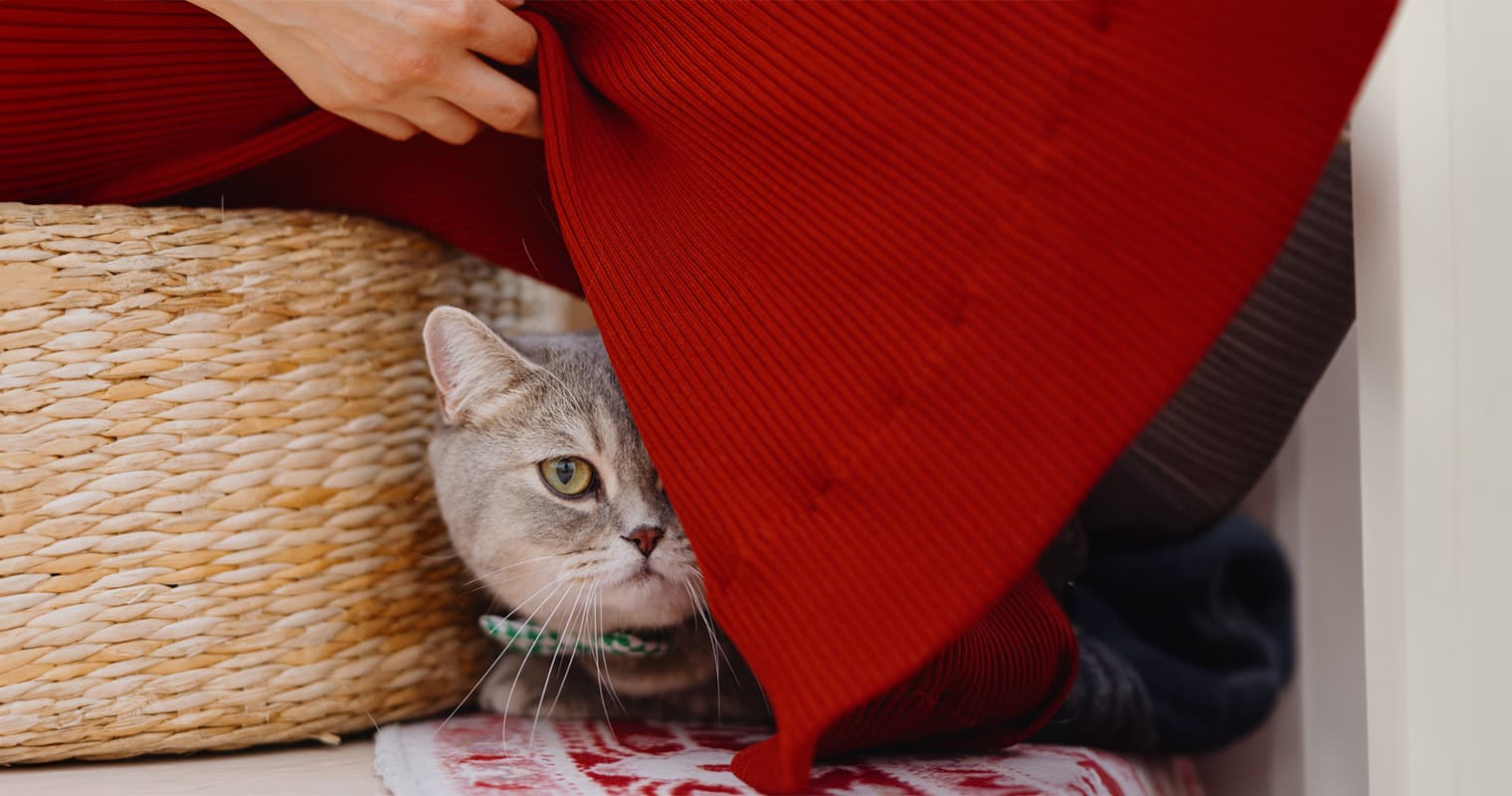 How to Help a Scared Cat Adjust to a New Home