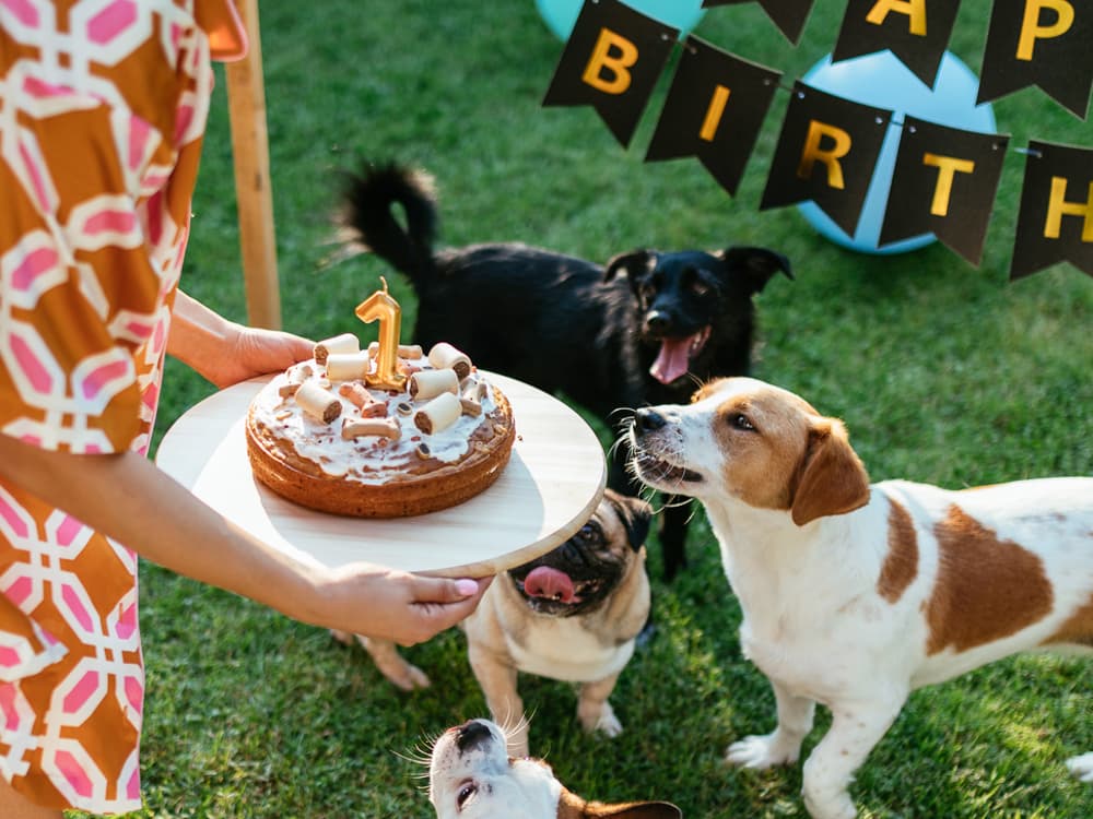 How to Calculate Your Dog’s Age in Human Years
