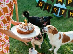 How to Calculate Your Dog’s Age in Human Years