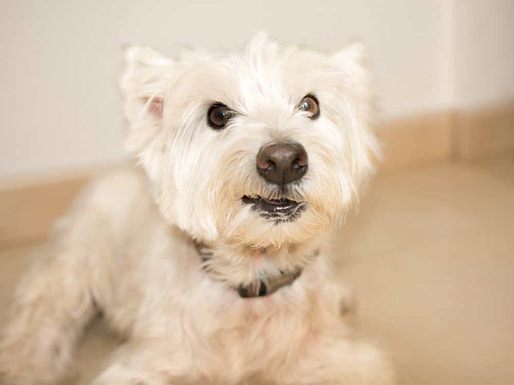 Dog with uneasy smile