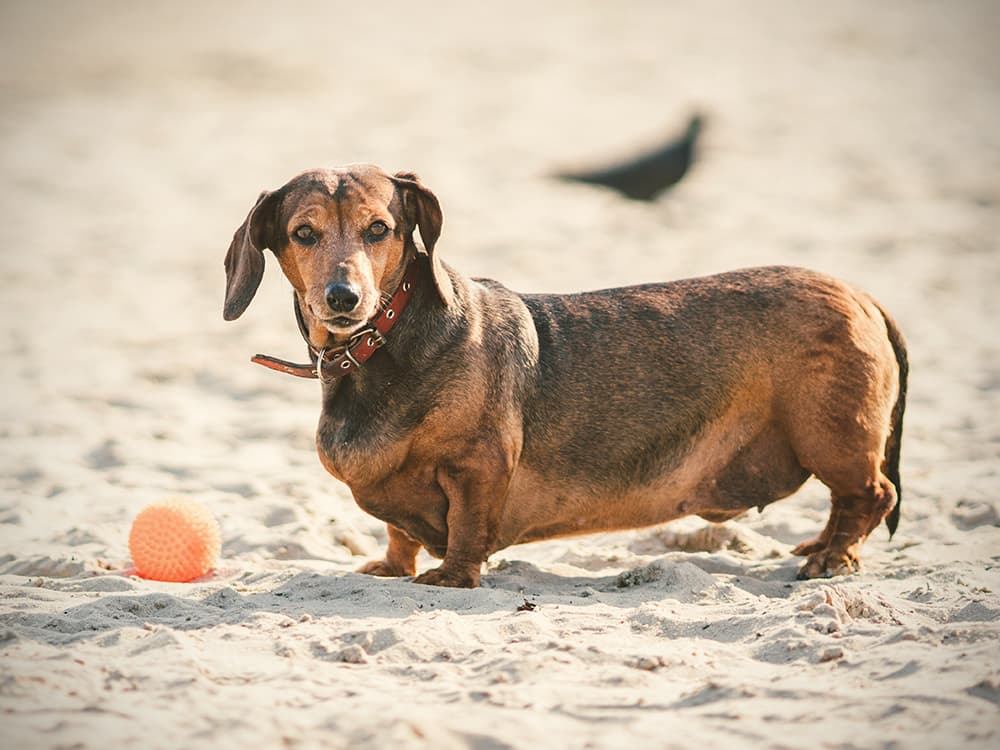 What to Know When Your Vet Says Your Dog Is Overweight
