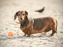 What to Know When Your Vet Says Your Dog Is Overweight