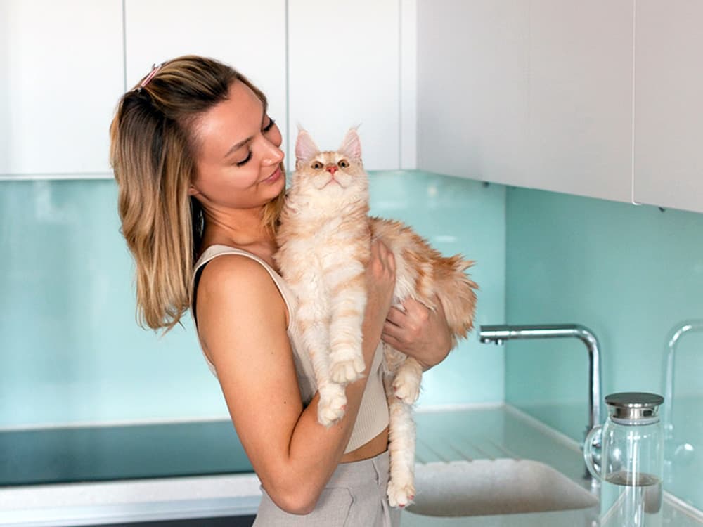 Maine Coon