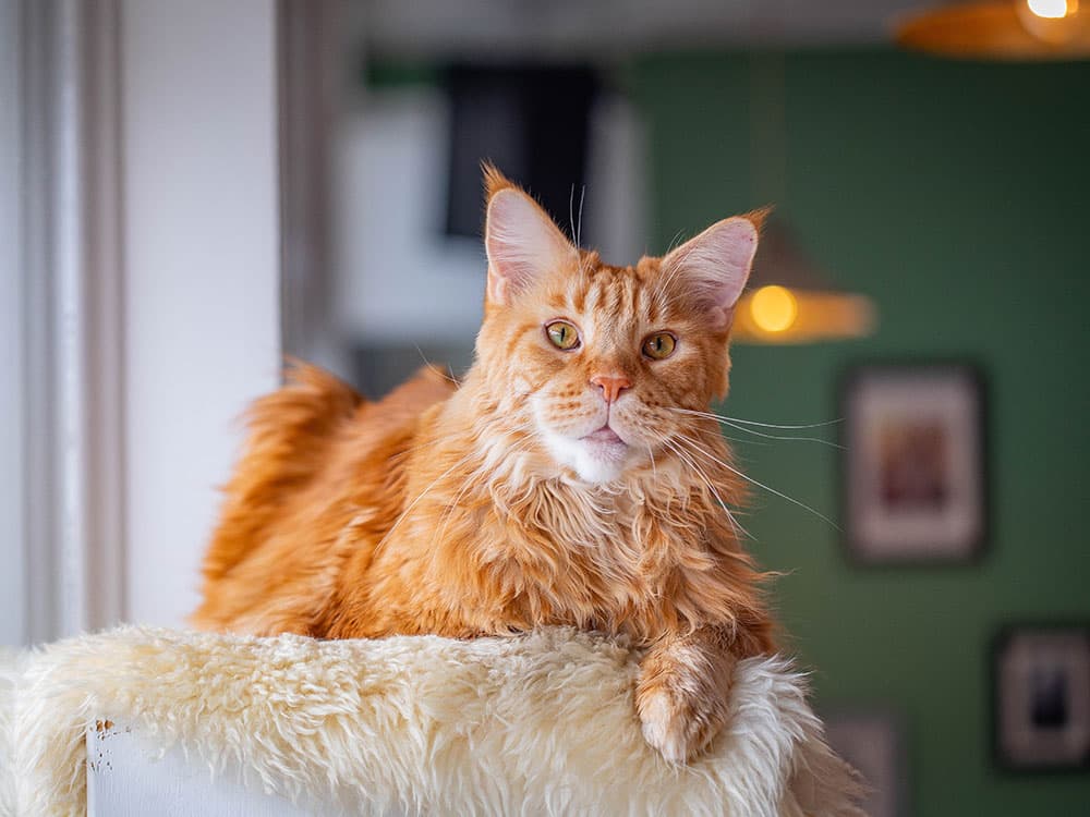 orange maine coon cat