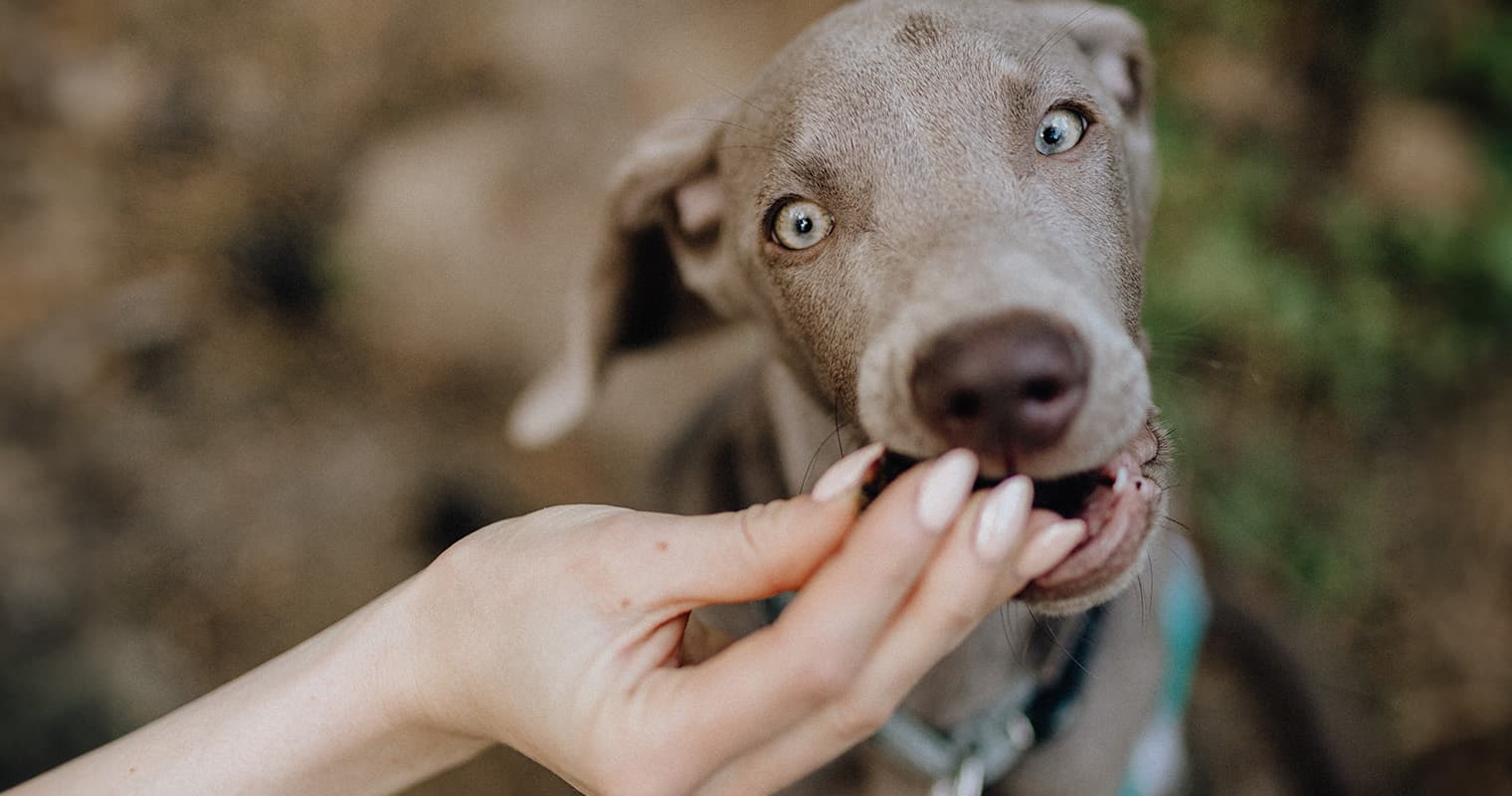 Why Does My Dog Eat Fast?