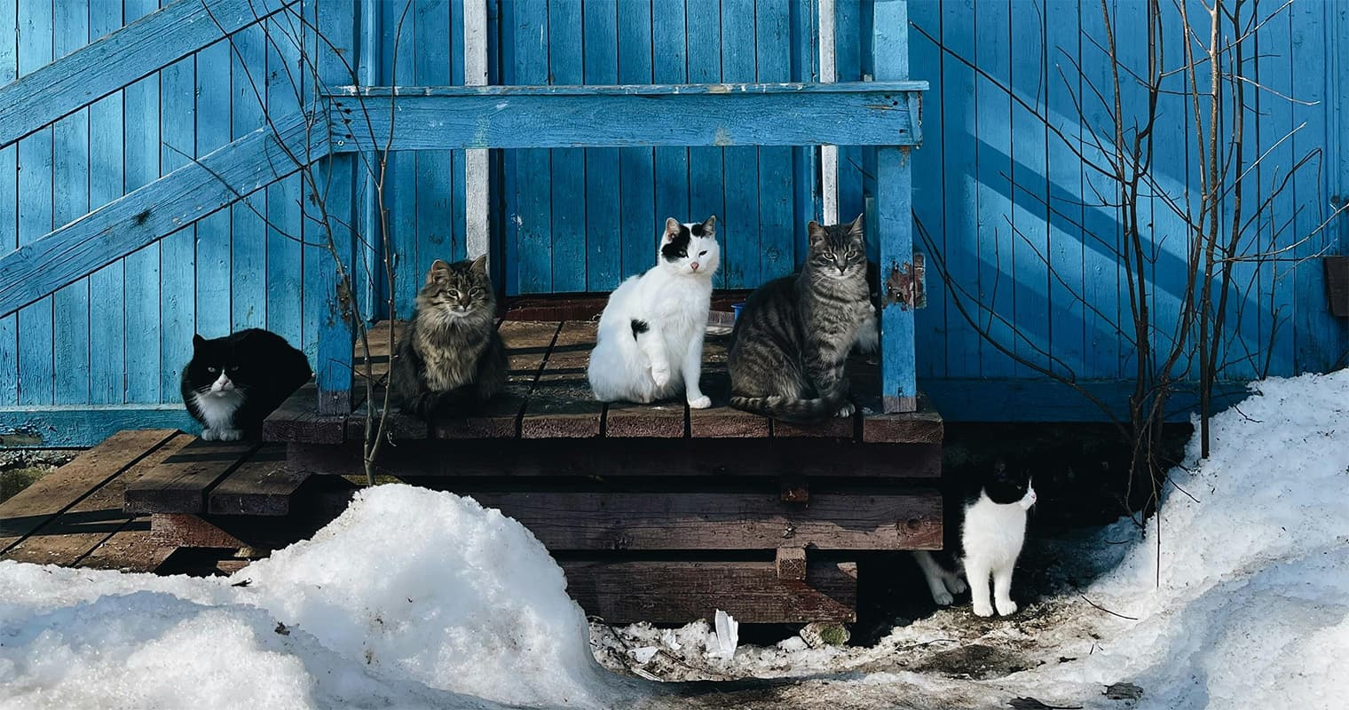Helping Stray Cats Survive Winter: Simple Ways to Keep Them Safe and Warm