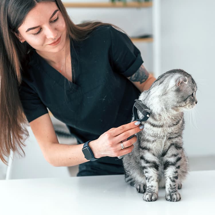 How to Safely Remove Matted Cat Hair