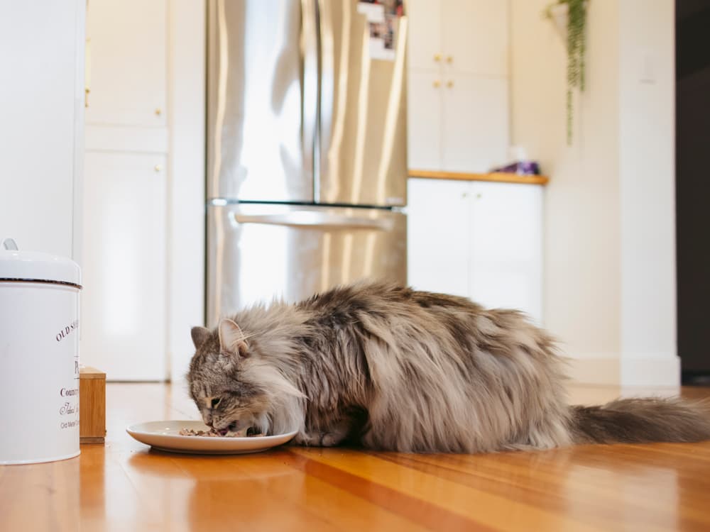 Meal Toppers Help for Finicky Eaters