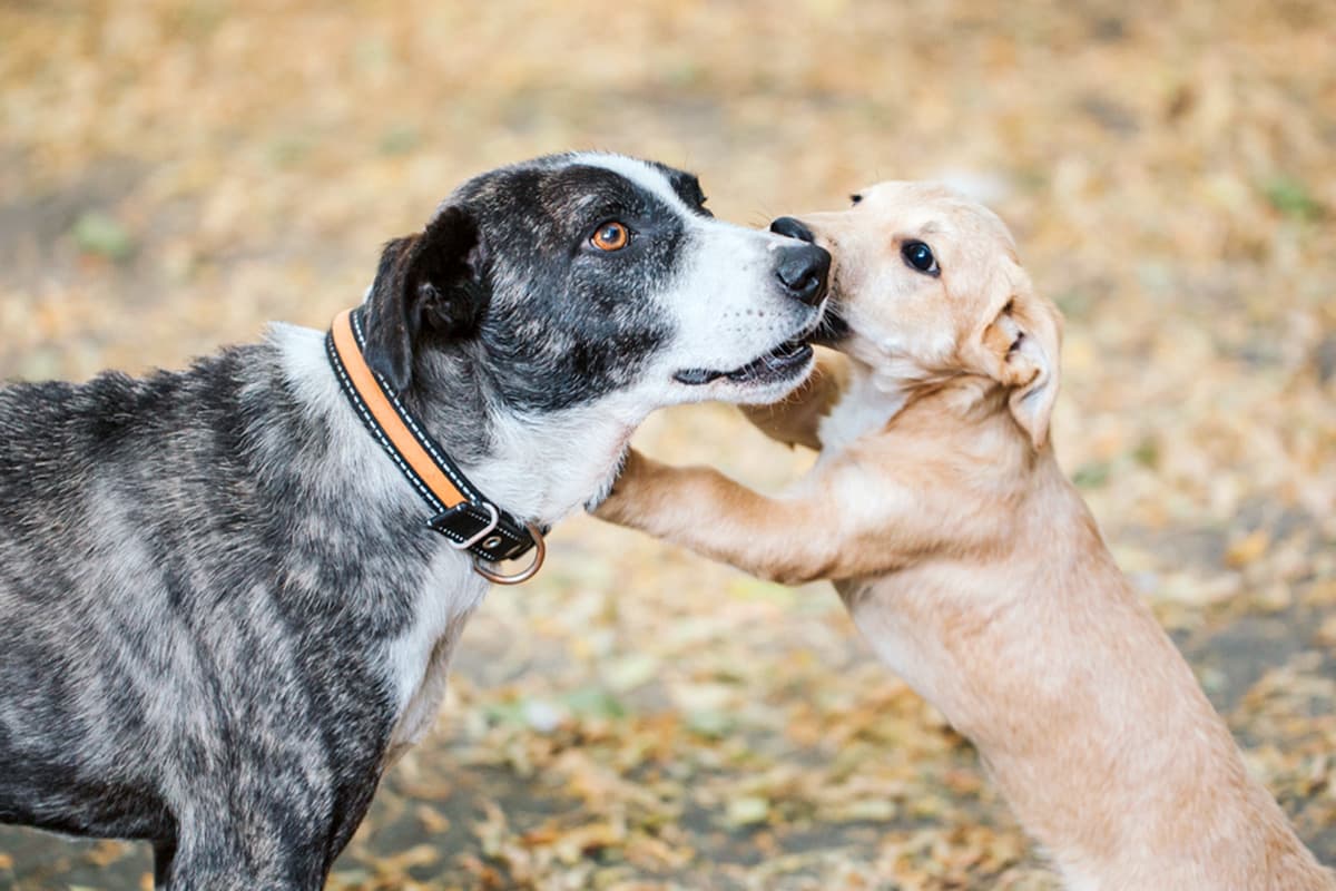 Puppy standing up and touching another dog