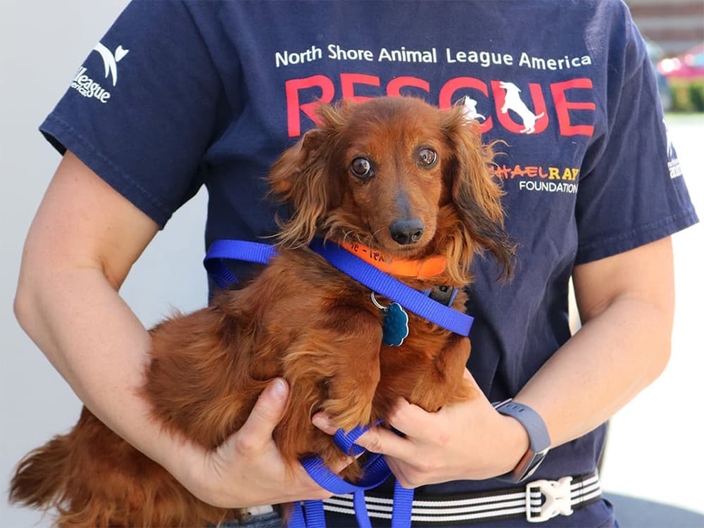 dachshund dog being rescued from puppy mill
