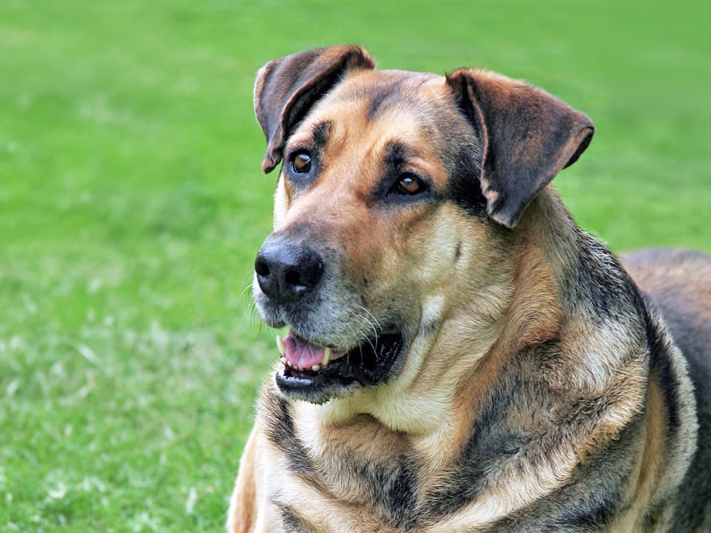 Mastiff German Shepherd mixed breed dog sitting outside in the grass.