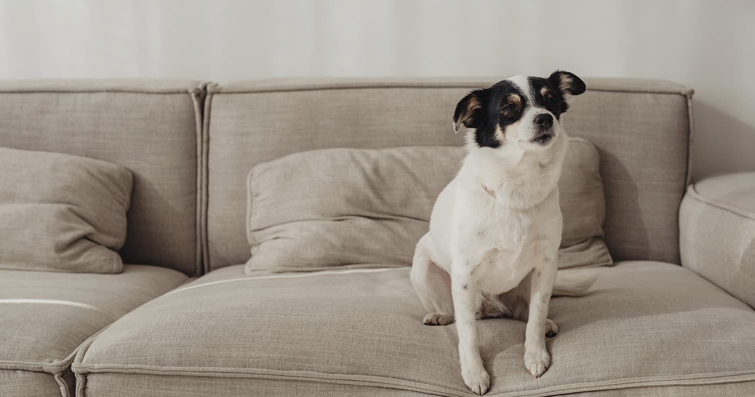 Help! How Do I Keep My Dog Off My Couch?