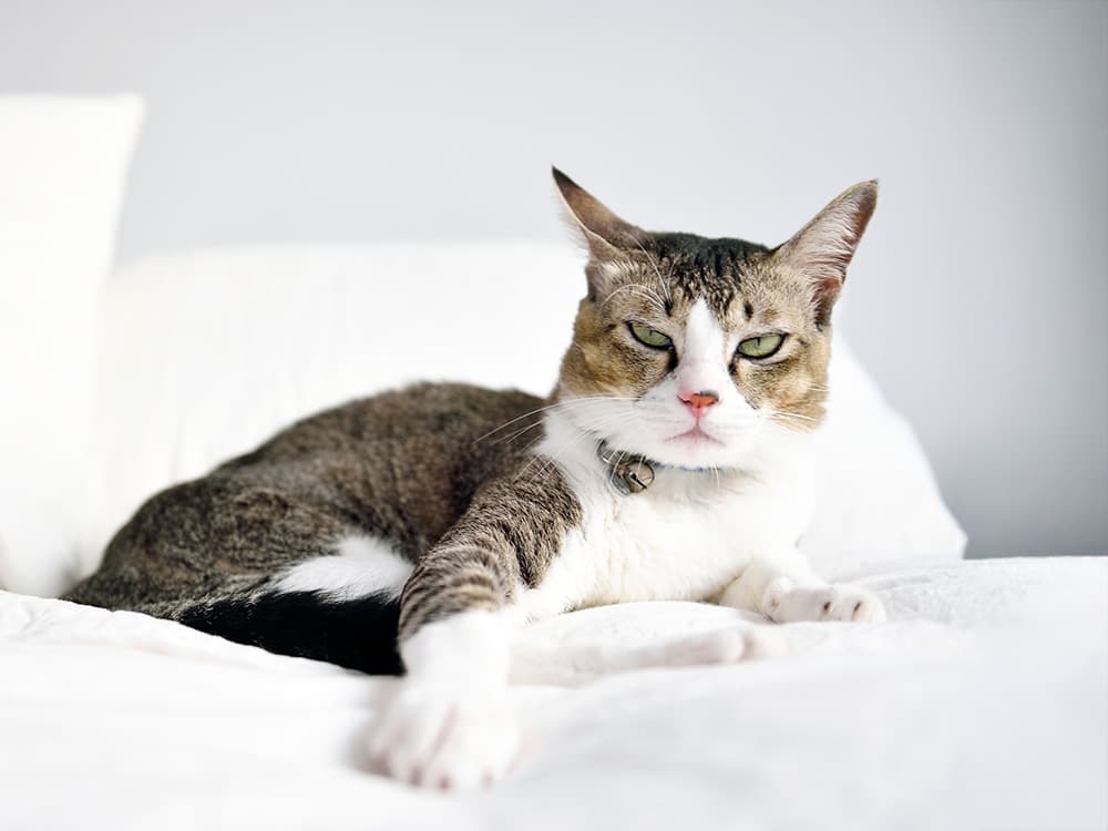 Common Urinary Issues in Cats: Symptoms and Treatment