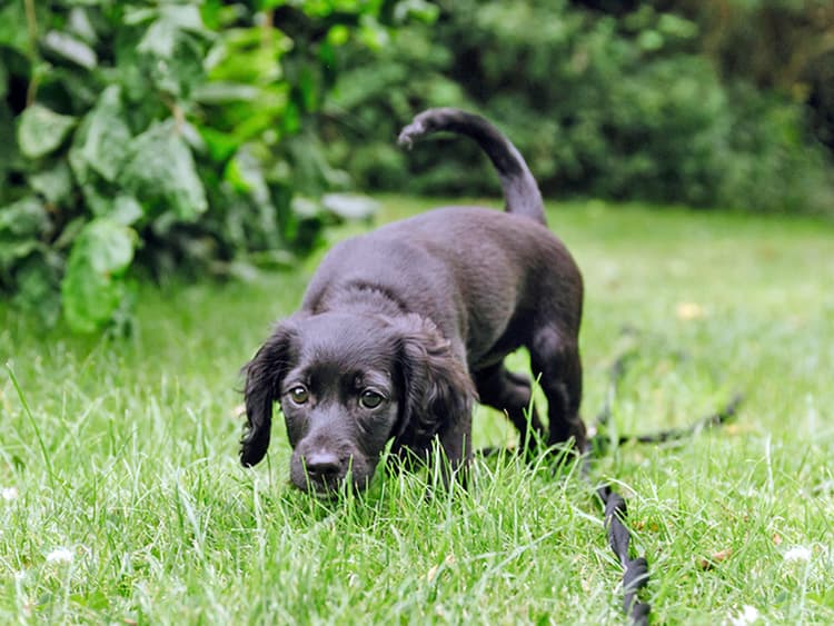 How to Teach Your Dog Scent Training at Home: A Step-by-Step Guide