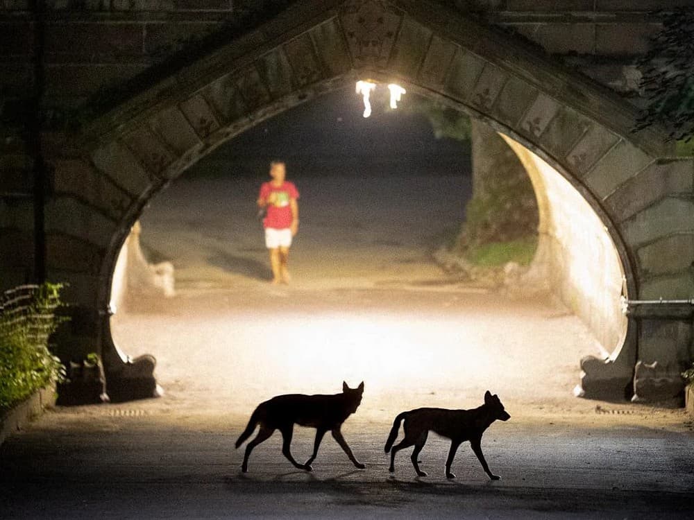 How to Protect Your Dog from a Coyote Attack