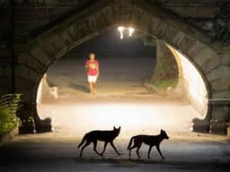How to Protect Your Dog from a Coyote Attack