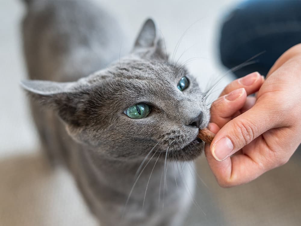 Hungry Russian blue cat gets a treats