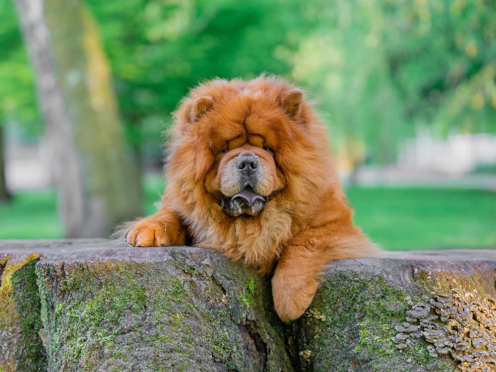 chow chow dog on wall
