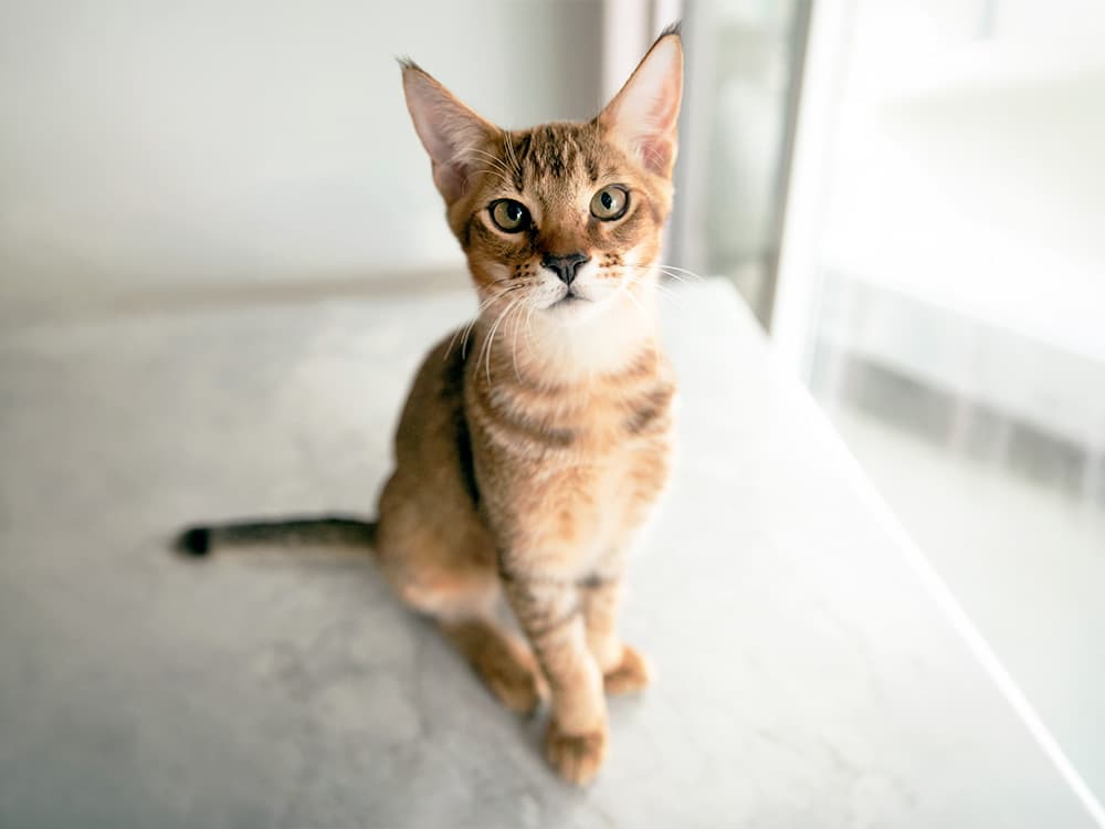 Cute stripped Chausie cat looking straight.