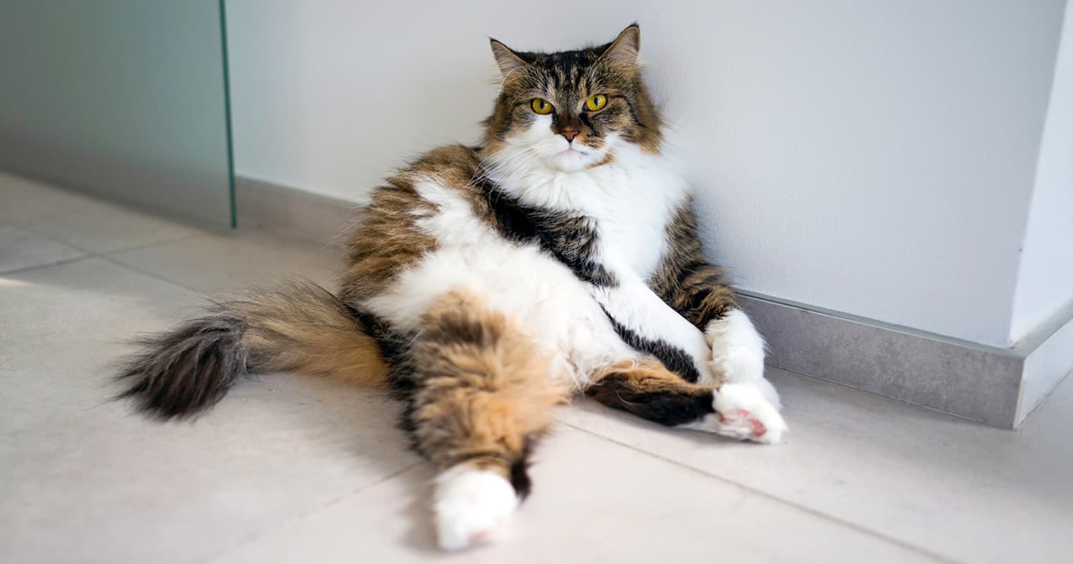 Kitten Weight Chart: Track Your Cat and Kitten’s Growth