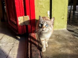 How TNR Is Helping Outdoor Cats