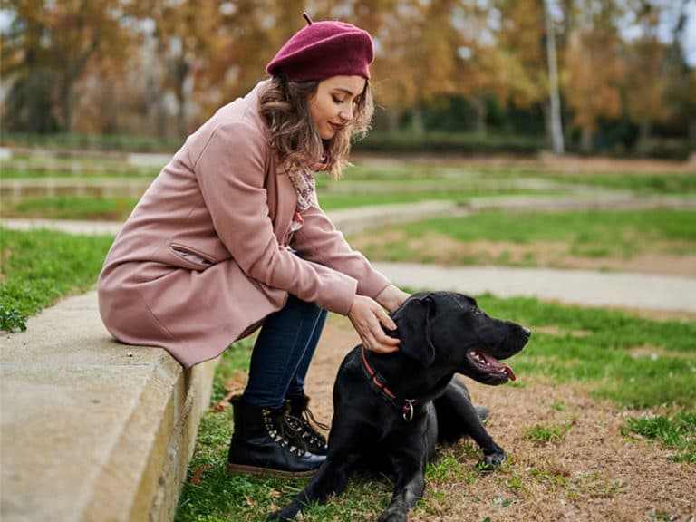 Labrador Retriever