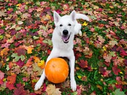 4 Ways to Make Sure Your Dog Doesn’t Get Spooked This Halloween