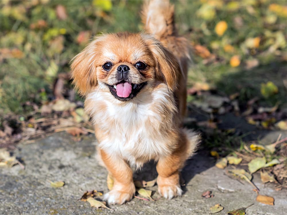 Tibetan Spaniel standing outside in the yard.