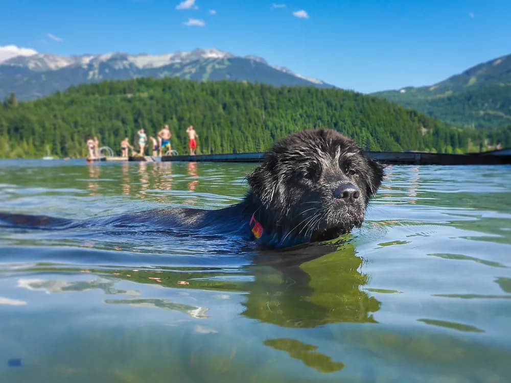 Newfoundland swimming in water