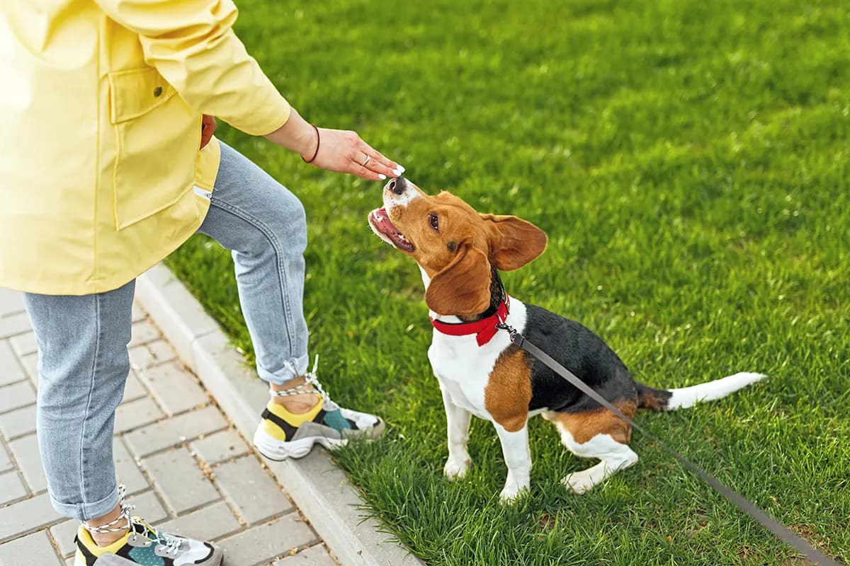 beagle dog being trained by woman