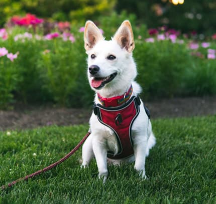 Horgi mixed breed (Husky Corgi mix) dog sitting on grass