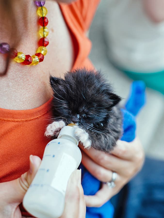 How to Bottle-Feed a Kitten