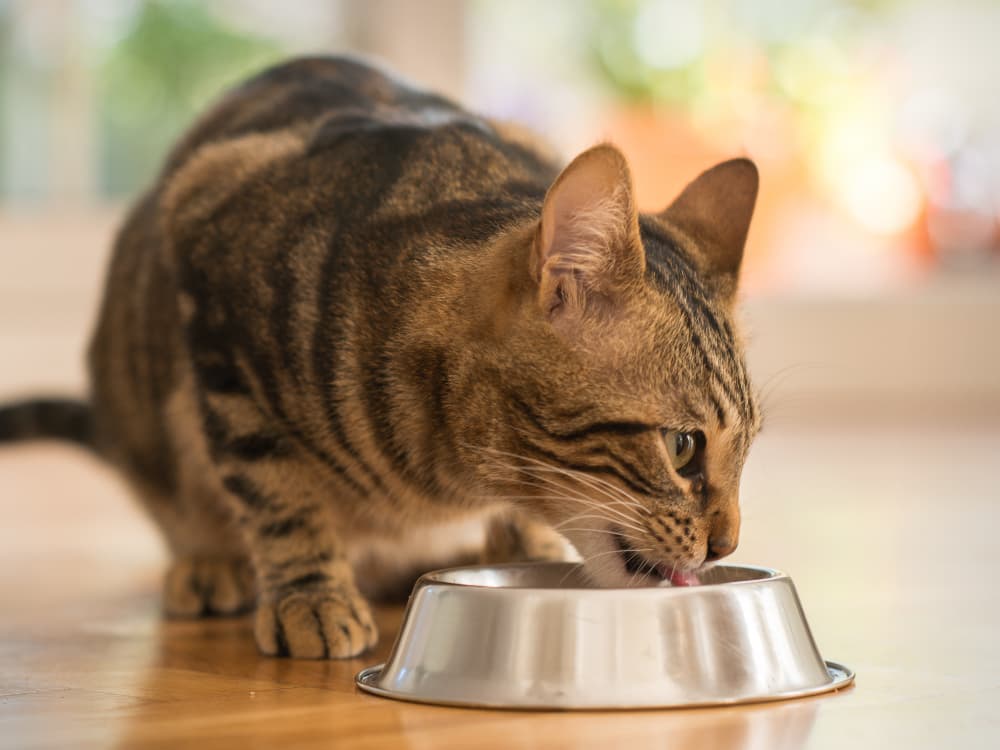Top 10 Foods That Are Toxic to Cats