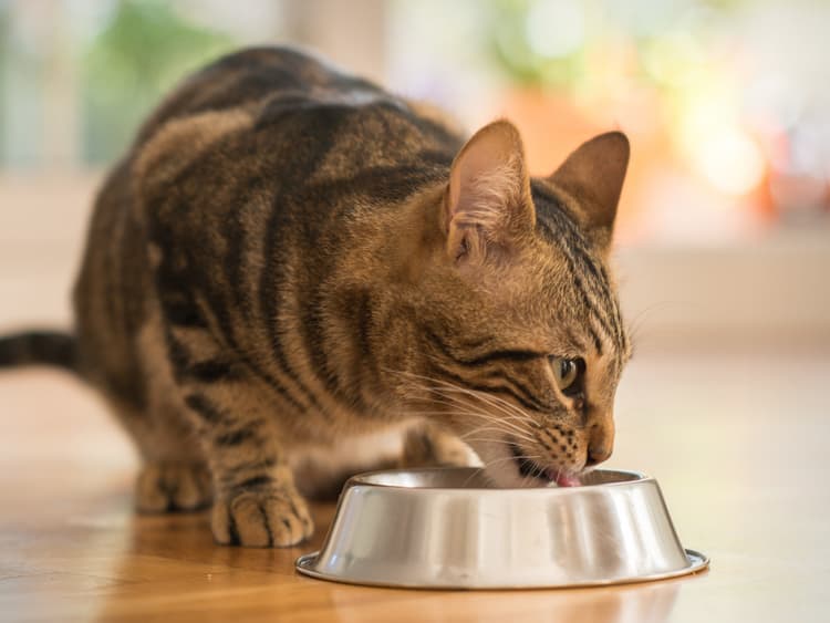 Top 10 Foods That Are Toxic to Cats